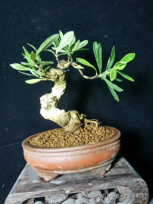  『子花小』有材料就有小盆栽，欣赏几盆大叶栀子花微盆景，短小精悍造型精美