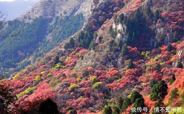 晚秋石门坊红叶，片片黄栌等你等流年