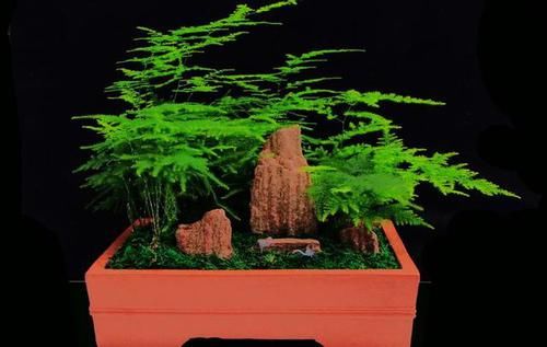  「植物」叶片轻柔茎秆有枝节，文竹枝叶枯黄，我们该怎么办？