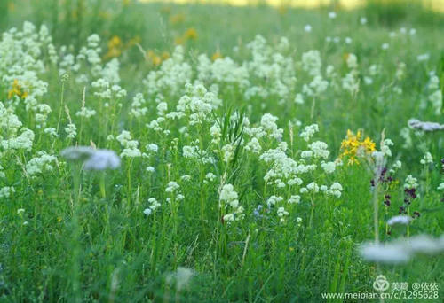 醉在托乎拉苏草原上