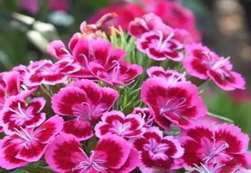  #石竹花#春季养上“4种花”，好养不说，花量还大，花开艳丽，好运来！