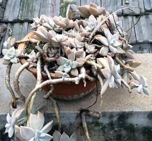 奇葩■多肉植物没'花香'?这4种是'奇葩',自带体香,养护简单