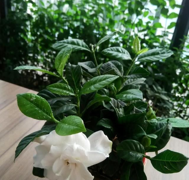  栀子花@栀子花这样扦插,即简单成活率又高!