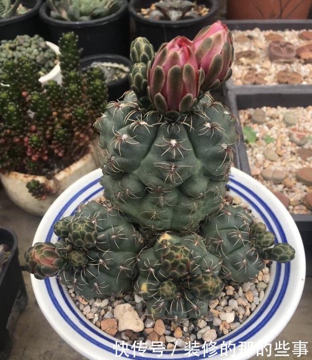 「一大」仙人球绯花玉怎么养?光照施肥充足,花苞一大圈,能开好多花