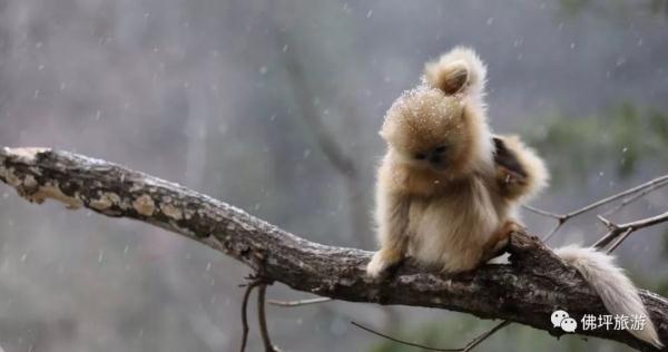 太冷啦！汉中这些小可爱在雪中抱团取暖，萌萌哒~