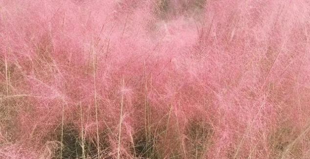 无长假不可怕!周末出发,前往广东的秘密花海!错过再等一年