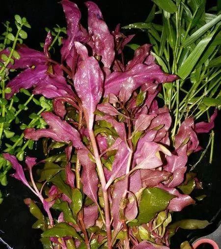  一大■比铜钱草好看的花，7天爆满一大缸，多到家里堆不下