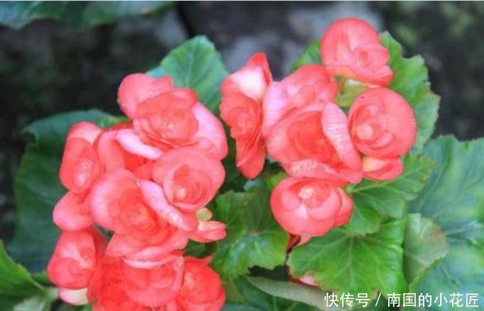 『喜欢』家养3种”四季花“,好养又漂亮,365天开花不断,你最喜欢哪一种