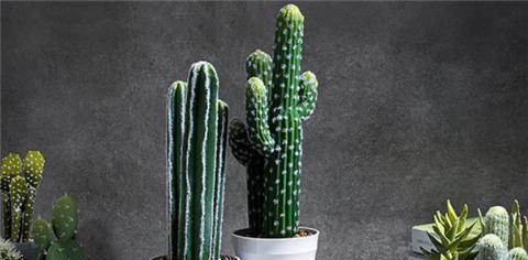  『植株』仙人掌这么养，侧芽冒不停，叶片肥厚，俩月就爆盆