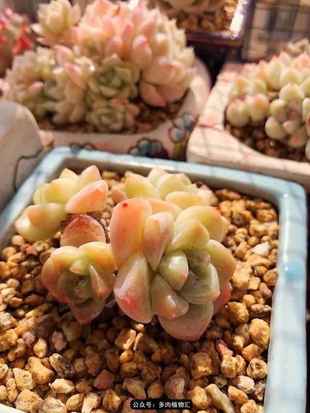  『凌晨』凌晨三点的一场大风，令她足足起来四次，只为看这些宝贝