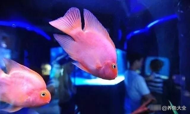  『搞定』观赏鱼老是打架怎么办？四招帮你搞定，第二招常常被大家忽略