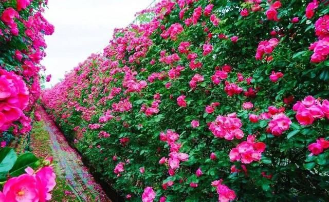 「体温检测」第四届〈花乡玫瑰〉艺术节!门票无限量免费送!