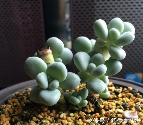 「桃美」桃美人不爆侧芽,砍头时多做一步,一个月侧芽不断冒出