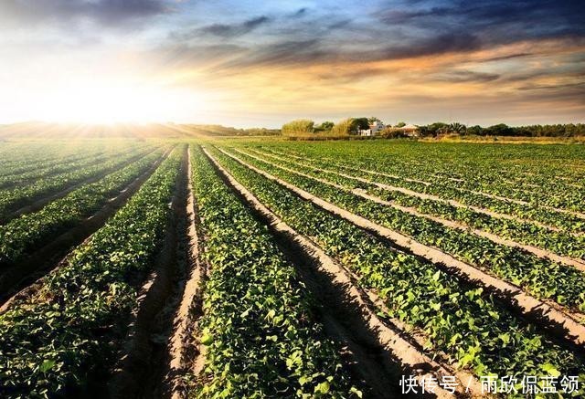  「事农业生产」“一户一田”真的来了，最新政策：农民可互换并