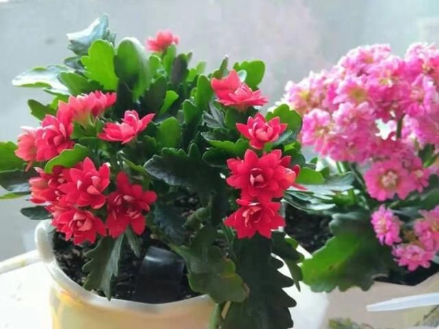  [最合适]1间房1盆花，养最合适的，全家都健康