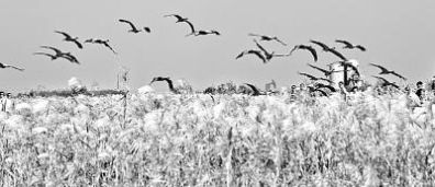 不断流的黄河，回来了