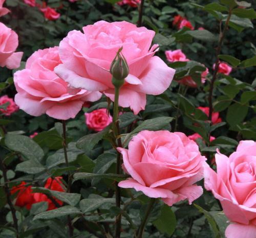 越养越@4种花,现在养一盆正当时,大气上档次,越养越喜欢