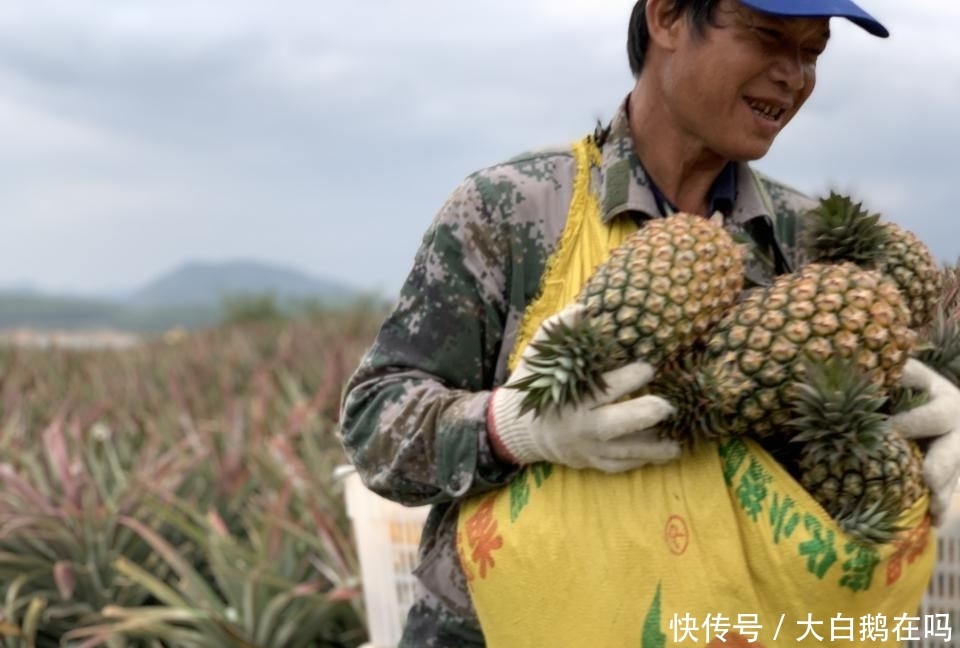  『菠萝』2020年，劳作在海南的菠萝地海