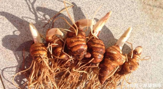 农村这种植物太珍贵，价格超千元仍继续在涨，却很少有农民愿意种