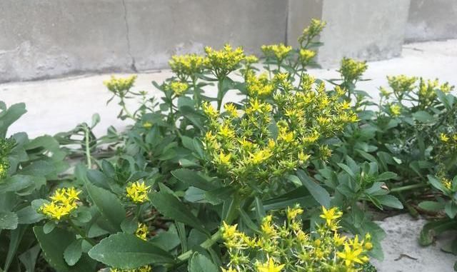  [种花草]墙根小花池可以种植的9种花草，你喜欢哪一种？