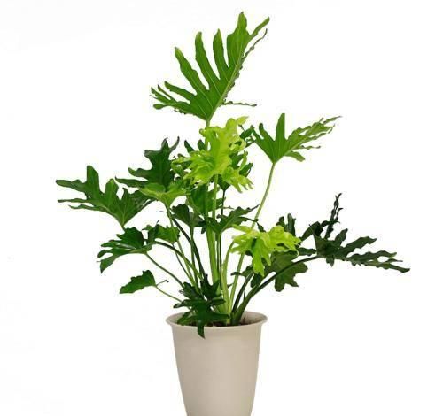  『适合』有哪几种植物适合在光线不好的家里养护