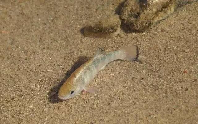 命最“硬”的鱼，在沙漠挣扎了五万年，人类看不下去出手相助