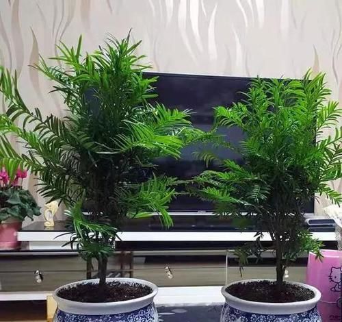  大熊猫@红豆杉号称“植物大熊猫”，净化空气促健康，注意5点红豆挂满枝