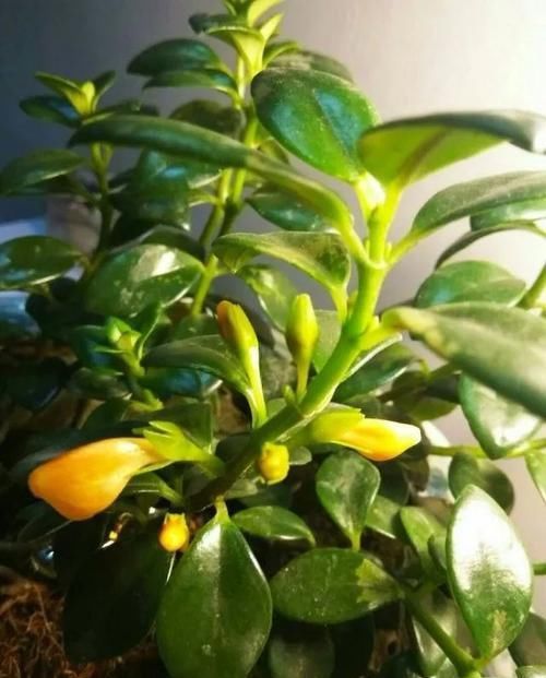  「亮泽」花朵像金鱼一般的吊盆植物，注意定期喷水，叶子长得特有亮泽