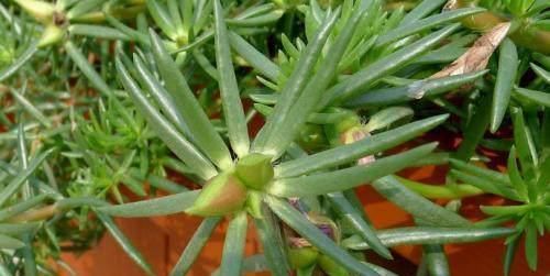  [漂亮]这花漂亮好养耐热，不用播种不用苗，掐几个枝条，随便就能种多盆
