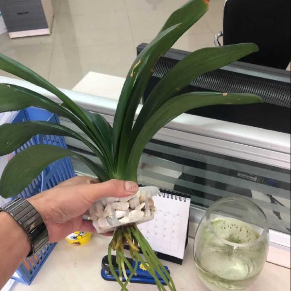  【就能开】6种花，最适合水养，一开花就是好几个月！