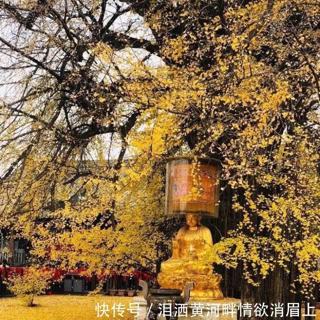 李世民栽的银杏树距今已有1400多年，傲然屹立，梦回盛唐