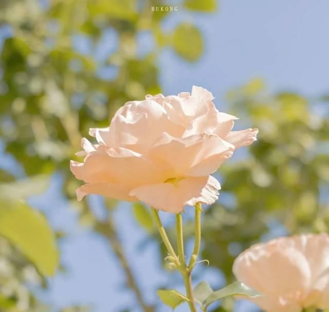  [大圣不空]这样调色，太温柔治愈了！