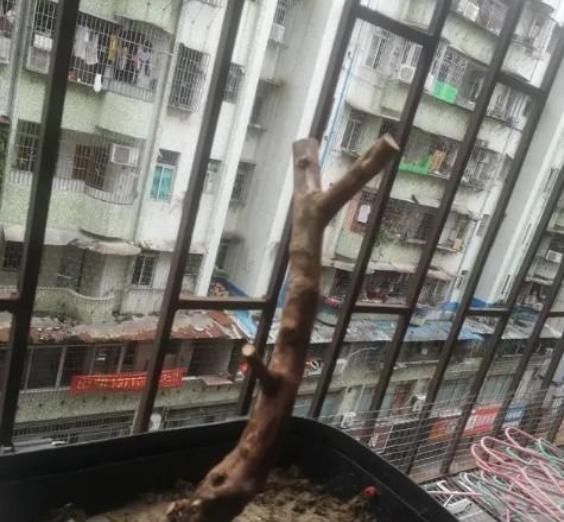  【光合作用】移栽老桩，一半成活一半干枯怎么办？这3点最好提前知道，可避免