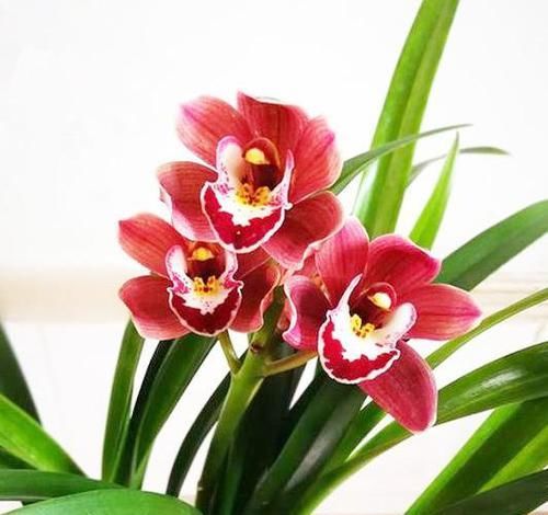  【芳香】性价比很高的兰花，花色鲜艳，芳香扑鼻，出架漂亮，几块钱一盆