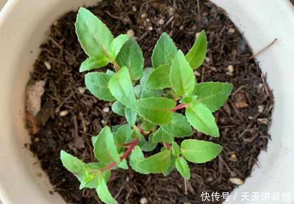 「新枝」倒挂金钟真漂亮,开出灯笼花,一朵接一朵,夏天也能花开不停