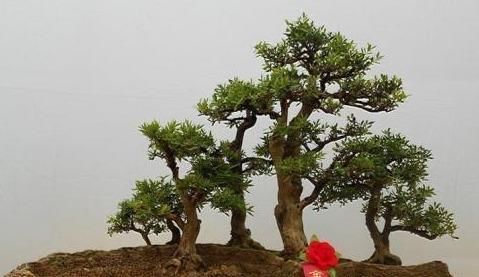  #生病#盆景生病了怎么办？病虫害最简单的几种处理方法，非常管用！