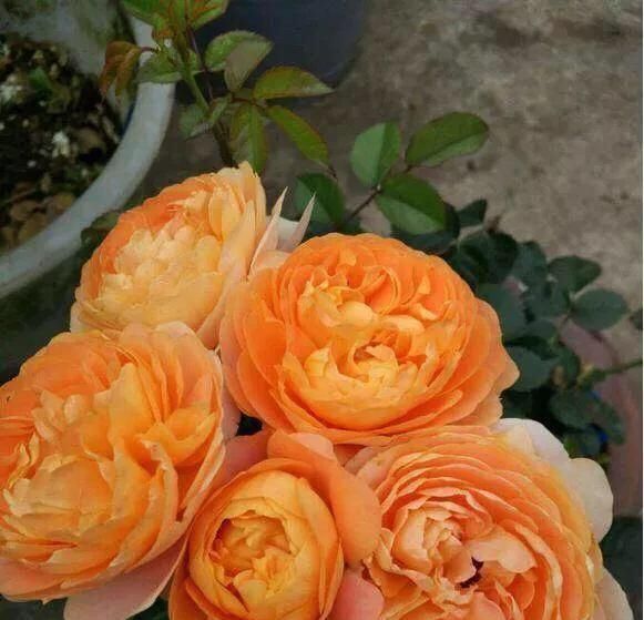  「家里」花草盆栽长得弱，记住6个字，花多叶繁茂，只要3个月，就长爆盆了