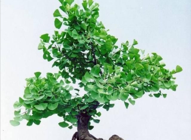  银杏@养棵银杏盆景，秋季天叶子金黄，挂满银杏果