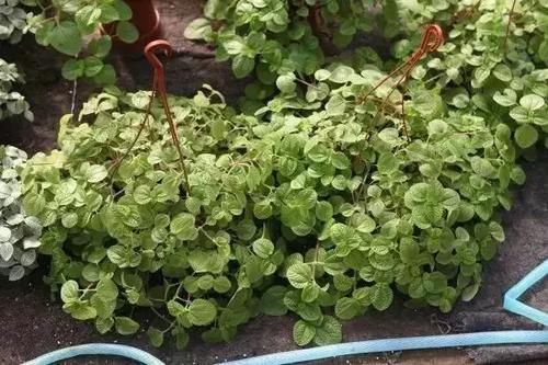  「充足」六种不怕水多的植物，频繁浇水也能长满一盆的绿植