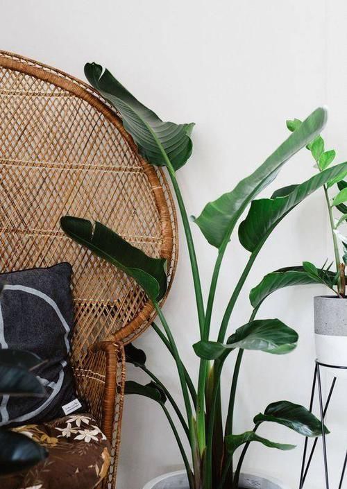  『独具』独具热带风情的植物，清凉叶子中的灿烂花儿