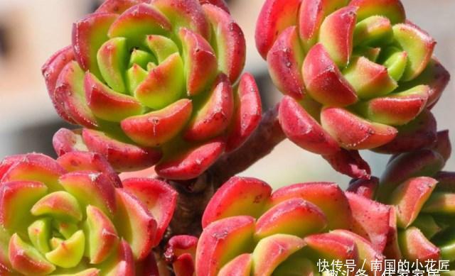  『灵性』没有“虐”不红的蒂亚，只有被淹死的多肉！
