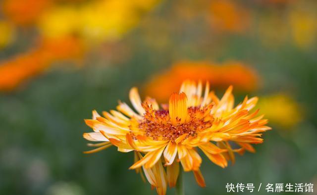  长春花@觉得养花难，就选此3种花，好养易活不操心，颜色鲜艳花量大