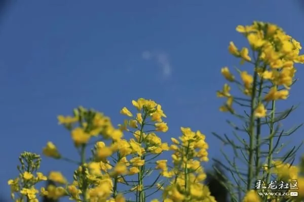 一起“云”赏花 | 安宁螳螂川:油菜花开满眼春【2020热门旅游景点】
