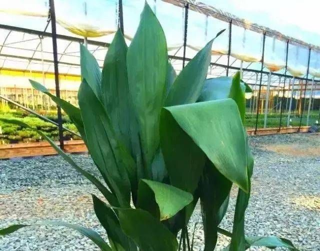  「越好」家里缺光也可以放心养的十种绿植，光越少长得越好