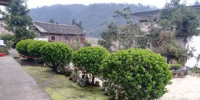 木质化|农村常见的庭院植物冬青卫矛,四季常绿观赏性高,如何管理呢?