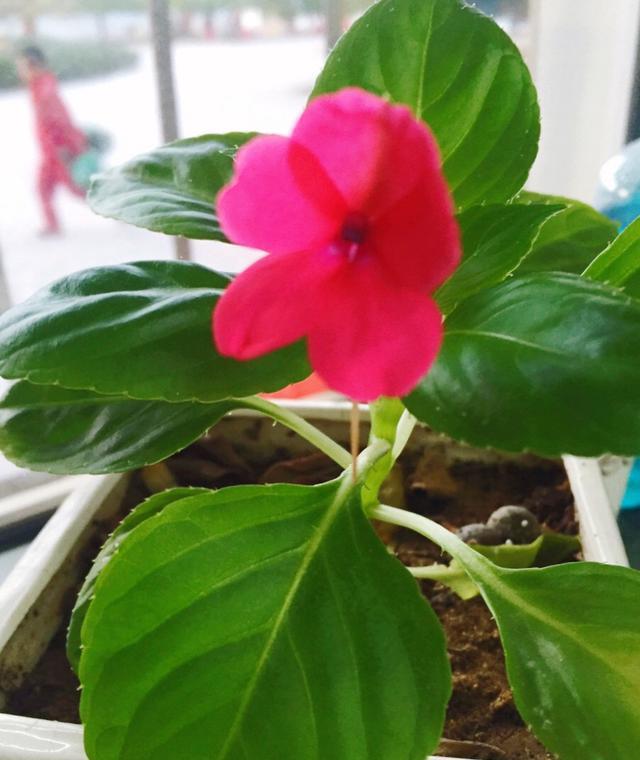  [玻璃翠]阳台上就养一棵这种“花”，插枝生根，全年都开花，一棵繁殖20棵