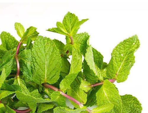 农村这种野草，以前都不当回事，很适合夏天泡茶喝，遇到别错过！