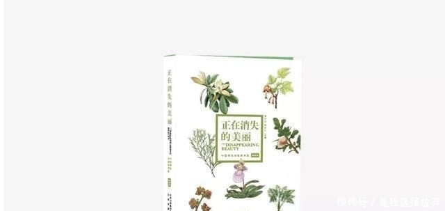 「黄花独蒜兰」正在消失的美丽:稀有兰花