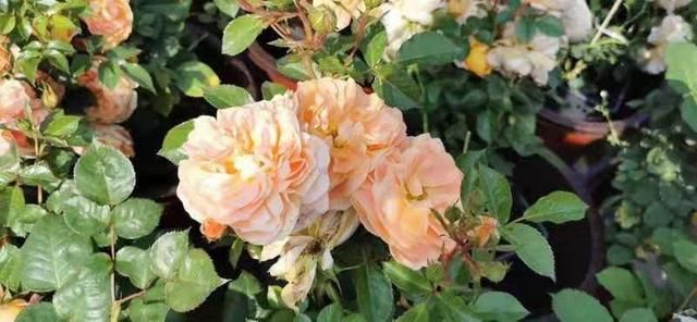  「添彩」月季花展为五一添彩！14个公园摆花坛，两大展区在这里