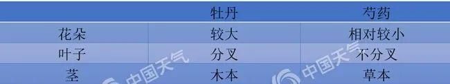  『樱花』天气回暖花开正好，赏花达人速成秘诀看过来